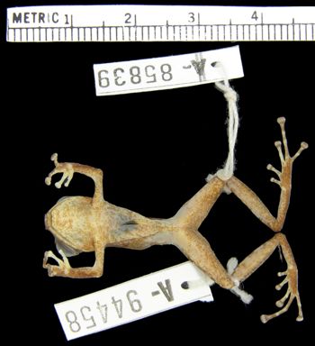 Media type: image; Herpetology A-94458